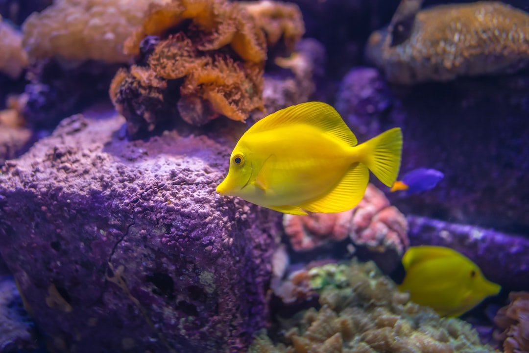 Cuáles son los métodos de conservación de los arrecifes de coral
