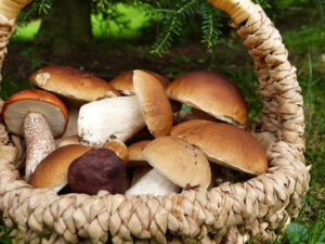 Cesta tejida con setas silvestres sobre césped en un bosque, 5 soluciones residuos radiactivos