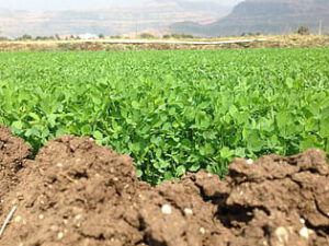 Suelo agrícola en primer plano y cultivo verde al fondo; concepto de abonos organicos