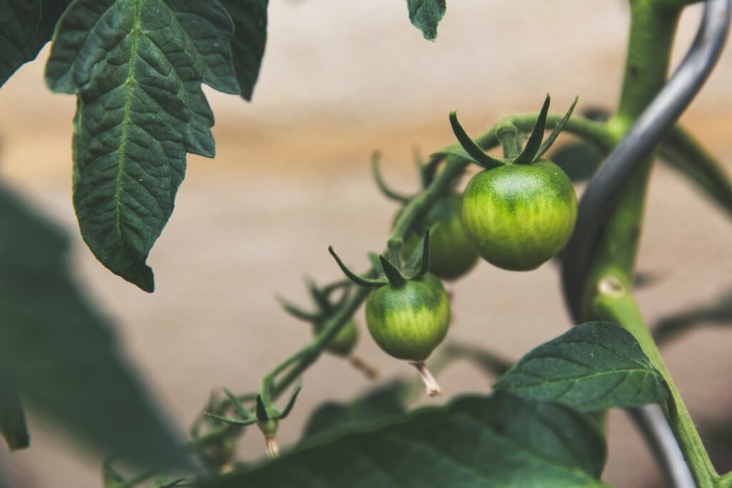 agricultura eficiente investigacion desarrollo ahorrar agua