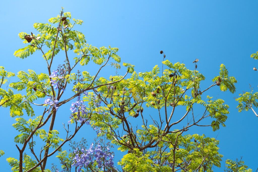 Ramas con hojas verdes y flores moradas contra un cielo azul que sugieren agricultura precision aliada enemiga medio ambiente