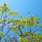 Agricultura de precisión: ¿aliada o enemiga del medio ambiente?