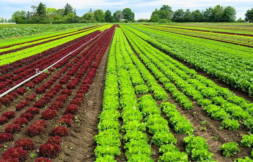 agricultura urbana 1