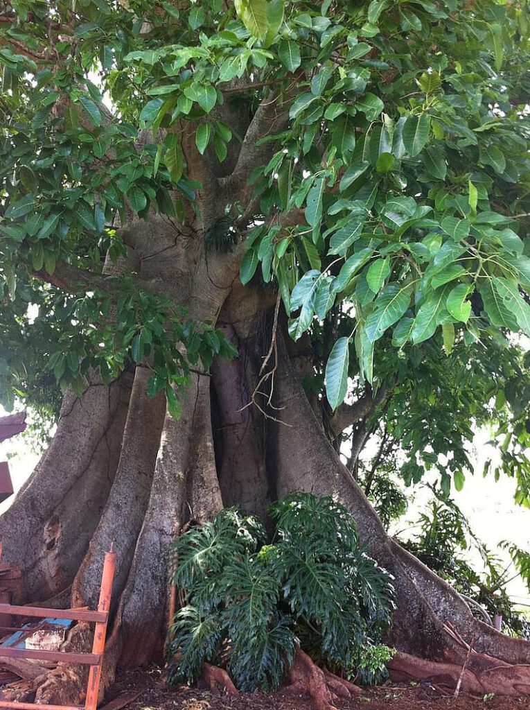 Árbol robusto con raíces tabulares y follaje denso en un sistema de agroforesteria
