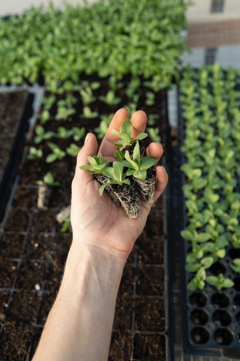 Ahorra agua en tu jardín con estos consejos