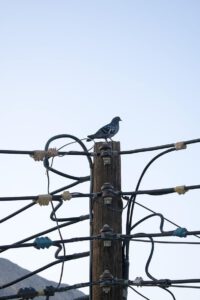 Paloma posada en un poste de madera entre múltiples cables eléctricos que sugiere una reflexión ambientalmente consciente sobre la ciudad.