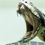 Principales amenazas a ecosistemas terrestres y marinos hoy en día