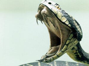 Serpiente con la boca abierta mostrando colmillos, imagen que representa amenazas ecosistemas