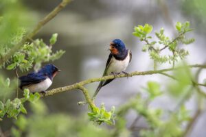 Dos golondrinas posadas en una rama con follaje, una cantando, amenazas especies migratorias humanidad peligro