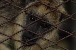 Mono mirando a través de una reja metálica oxidada, imagen de animales en cautiverio