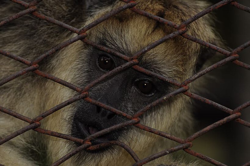 Mono mirando a través de una reja metálica oxidada, imagen de animales en cautiverio