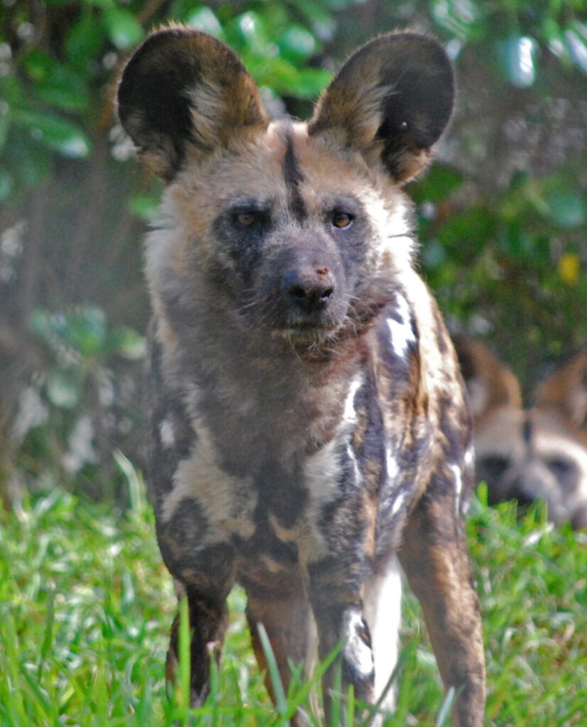 Perro salvaje africano de pelaje moteado en hierba animales en peligro 1