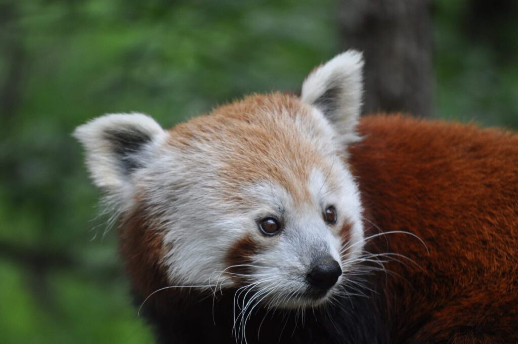 Primer plano de un panda rojo que simboliza animales en peligro