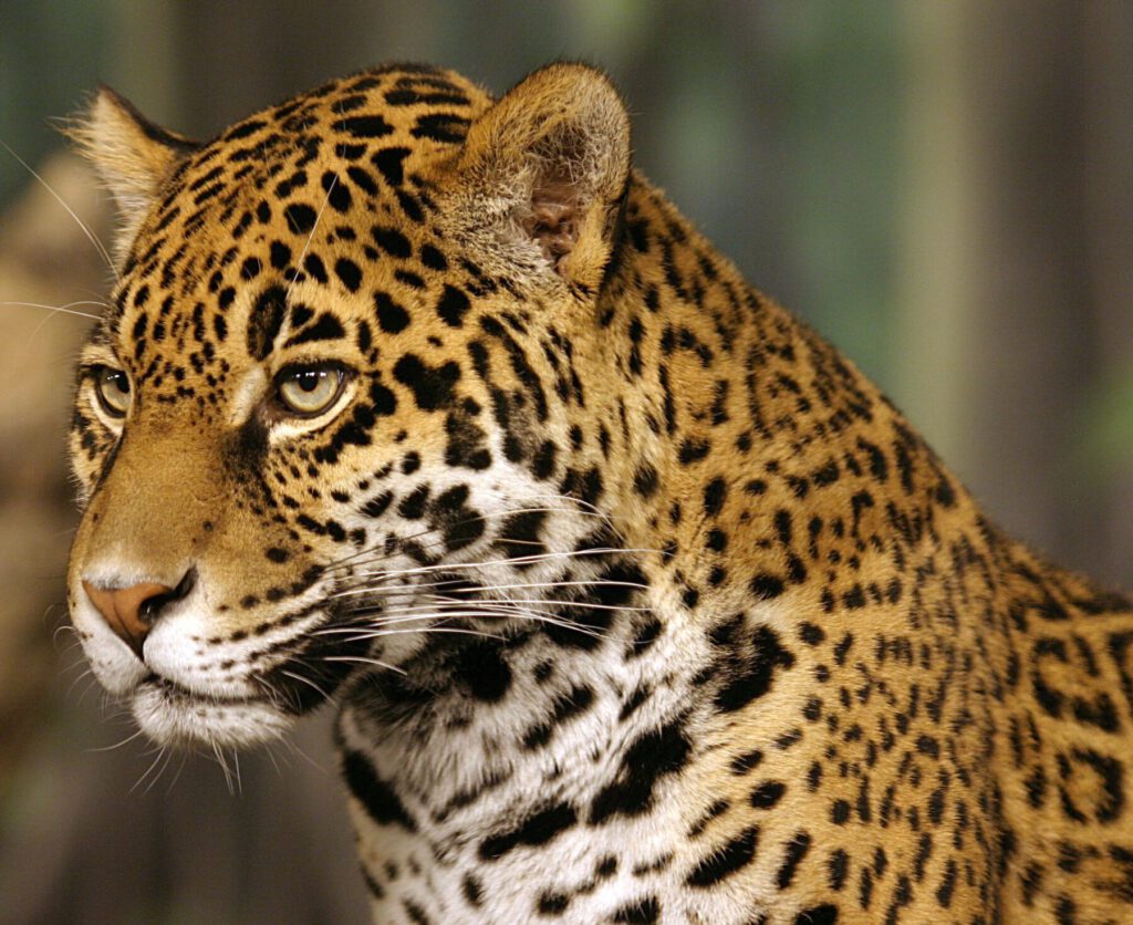 Primer plano de jaguar con manchas y mirada intensa, animales en peligro 2
