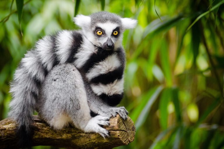 Descubre las especies en peligro de extinción hoy en día