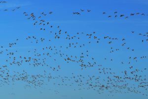 Numerosa bandada de aves en vuelo contra un cielo azul claro, animales migratorios 1.