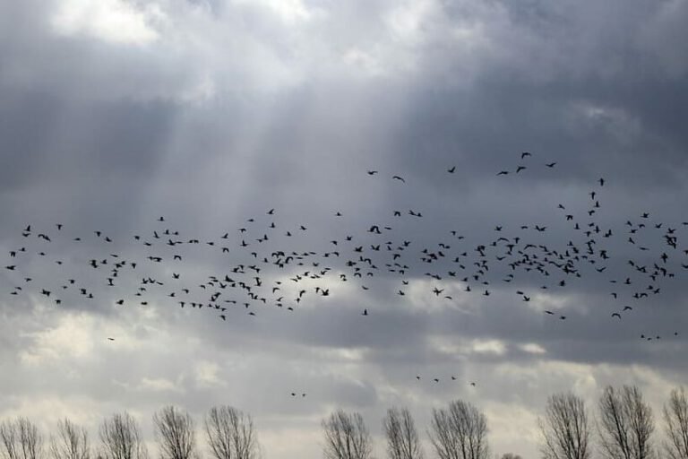 animales migratorios 2