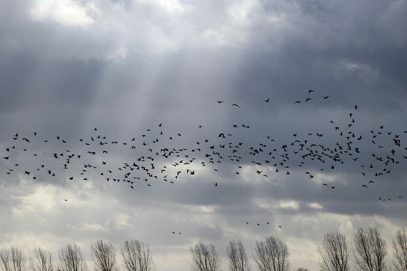 Bandada de aves migrando sobre un cielo nublado, animales migratorios 2