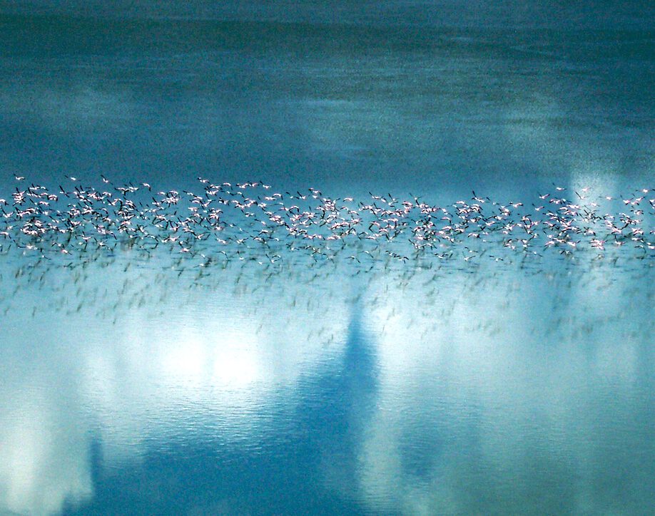 Bandada de aves en vuelo sobre un lago con su reflejo, animales migratorios en tránsito.
