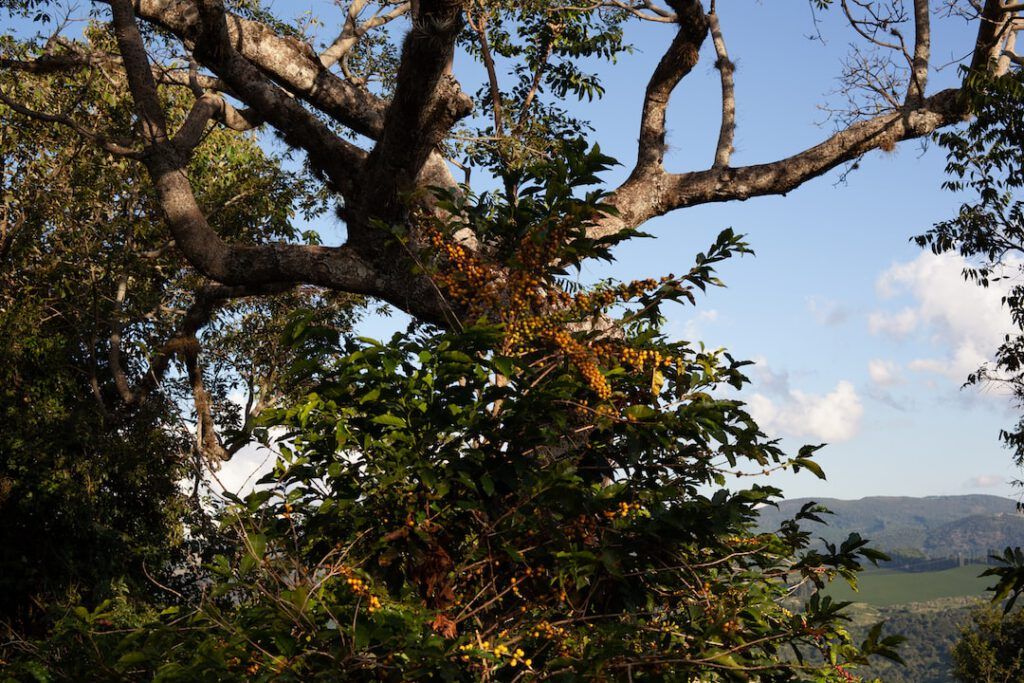 Árbol de tronco robusto y arbustos con racimos de frutos amarillos en un paisaje abierto, recurso visual para quien aprende planificar disenar sistema agroforestal.