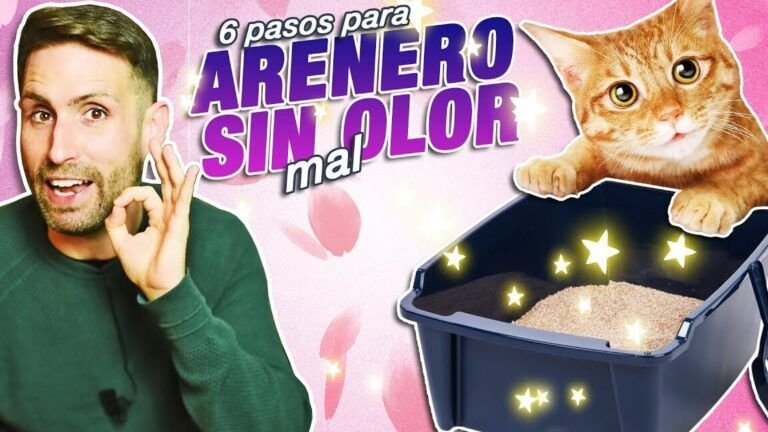 ¿Dónde se tira la arena de gato? ¡Descubre la mejor manera de deshacerte de ella!