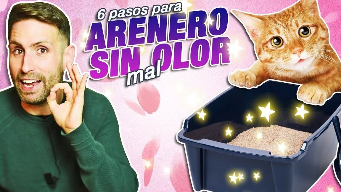 arena gato