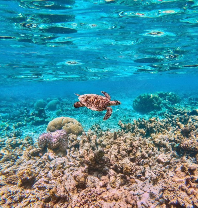 Arrecifes de coral: ¿Aliados contra el aumento del nivel del mar?