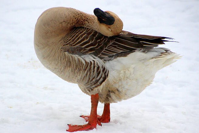 aves migratorias