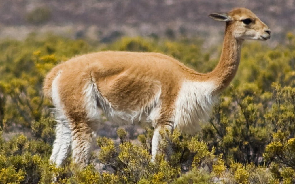 Camélido de pelaje dorado entre arbustos en paisaje árido representando biodiversidad 2
