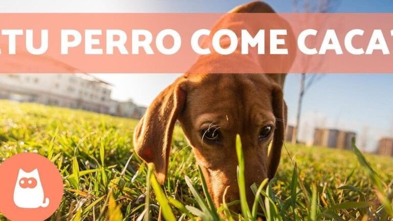 ¡Descubre cuál es el Contenedor Ideal para Deshacerte de la Caca de Perro!