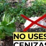 Descubre el Secreto Mejor Guardado: ¿Dónde se Tira la Ceniza de la Chimenea?