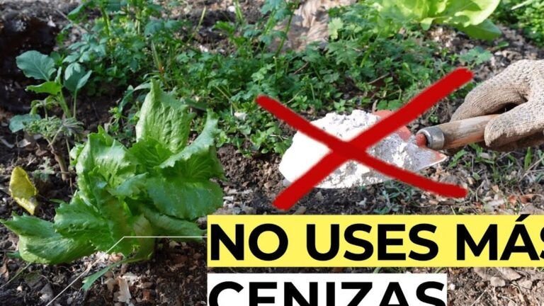 Descubre el Secreto Mejor Guardado: ¿Dónde se Tira la Ceniza de la Chimenea?