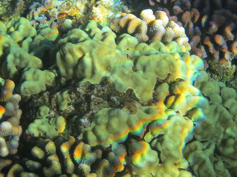 Primer plano de coral 1 mostrando textura verdosa y relieves de la colonia en un arrecife