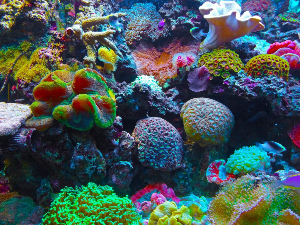 Coral multicolor y formaciones coralinas con peces pequeños en un arrecife.