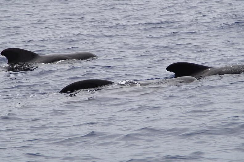 Manada de cetáceos en la superficie del océano, evocando coral y comunidad.
