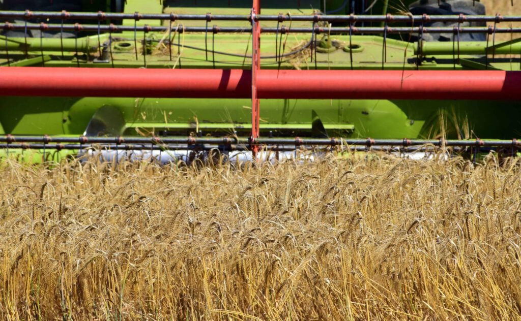 Cabezal de cosechadora sobre trigo dorado mostrando cosecha y tecnologia en acción.