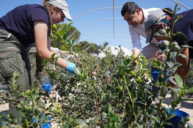 Optimiza el uso del agua en tu cultivo: planificación y selección de cultivos en la agricultura