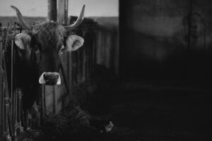 Vaca en un establo oscuro junto a heno, ilustrando desafios agricultores cultivar cultivos cobertura