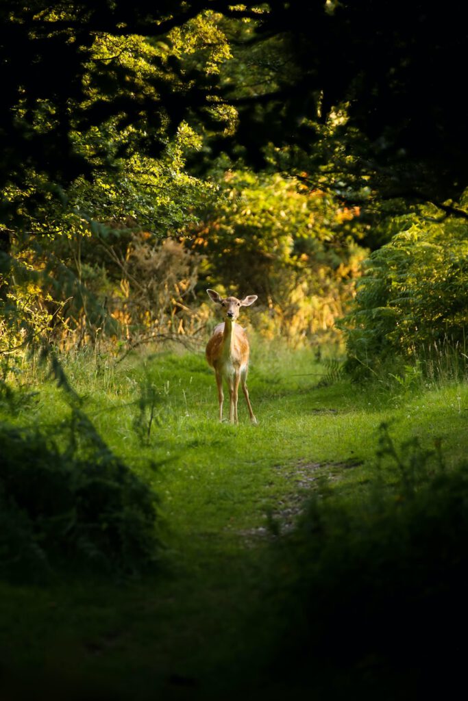 Ciervo en un sendero boscoso iluminado al atardecer, evocando desafios limitaciones proteccion humedales ecosistemas acuaticos en la conservación de fauna y vegetación.