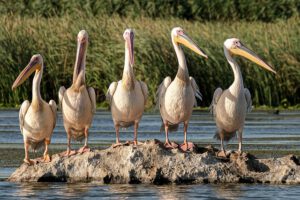 Pelícanos alineados sobre un islote rocoso en un humedal, descubre amenazas humedales zonas riberenas
