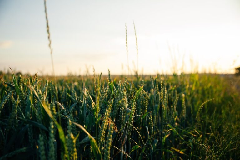 Descubre los beneficios de la agricultura de precisión para los agricultores