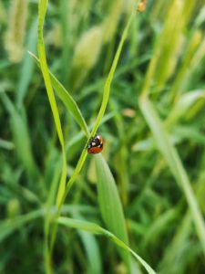 Mariquita roja posada en una hoja de hierba entre vegetación verde, descubre beneficios cultivos cobertura cosecha