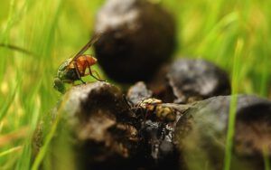 Insecto sobre materia orgánica en pasto que ilustra ciclos naturales y descubre beneficios economicos agroforesteria