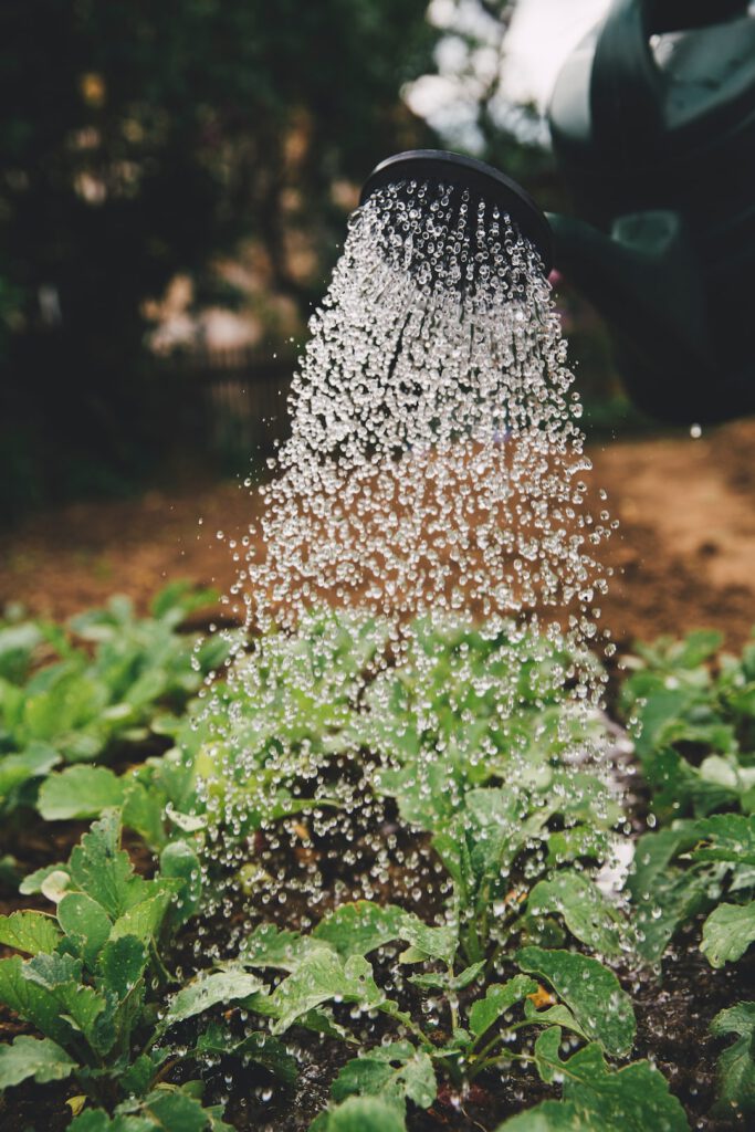 Regadera vertiendo finas gotas sobre plántulas en un huerto, descubre beneficios uso eficiente agua agricultura.