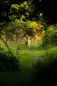 descubre especie peligro extincion ayuda