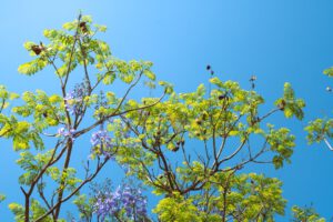 Ramas verdes y flores moradas contra un cielo azul brillante que inspiran a descubre limitaciones restaurar habitats degradados.