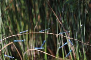 Grupo de insectos azules delgados posados sobre juncos en un humedal, descubre plagas daninas cultivos