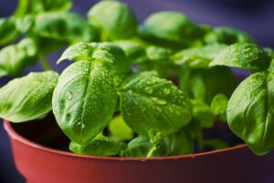 Hojas verdes de albahaca en maceta cubiertas de gotas de agua, descubre politicas conservar agua efectiva