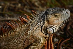 Iguana en primer plano con escamas y cresta dorsal detalladas, descubre tecnicas herramientas manejar especies invasoras