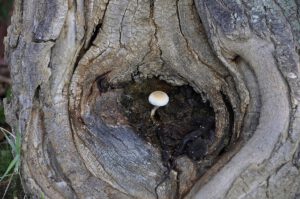 Pequeña seta blanca creciendo en el hueco de un tronco viejo que disena corredores biologicos maximiza impacto.